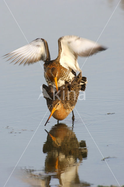 Grutto (Limosa limosa)