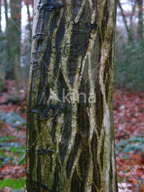 Haagbeuk (Carpinus betulus)