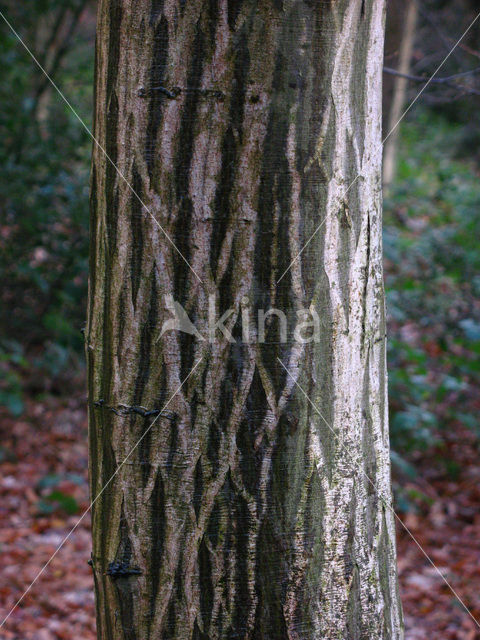 Haagbeuk (Carpinus betulus)