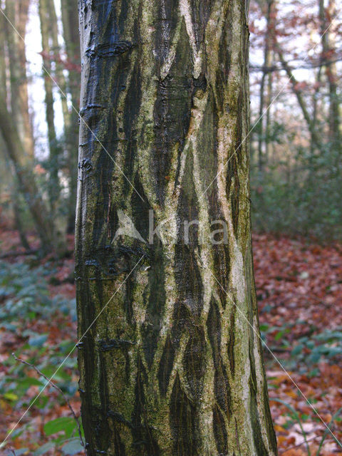 Haagbeuk (Carpinus betulus)