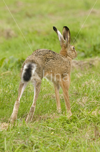 Haas (Lepus europaeus)