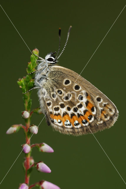 Heideblauwtje (Plebejus argus)