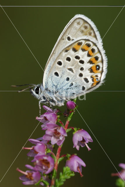 Heideblauwtje (Plebejus argus)