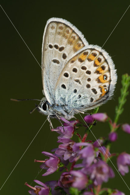 Heideblauwtje (Plebejus argus)