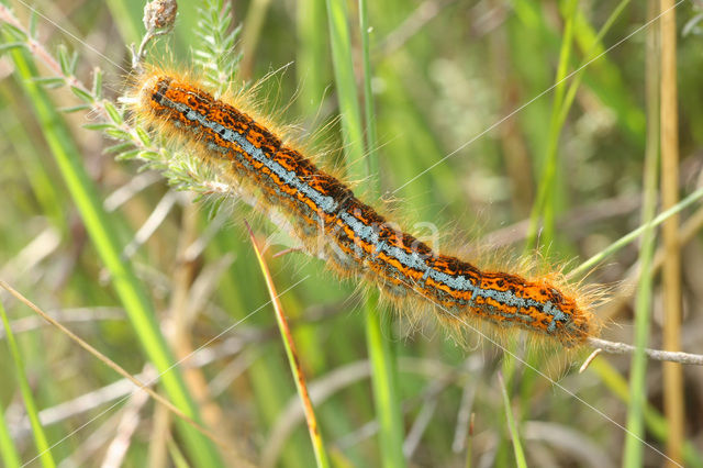 Heideringelrups (Malacosoma castrensis)