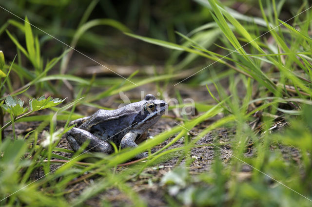 Heikikker (Rana arvalis)