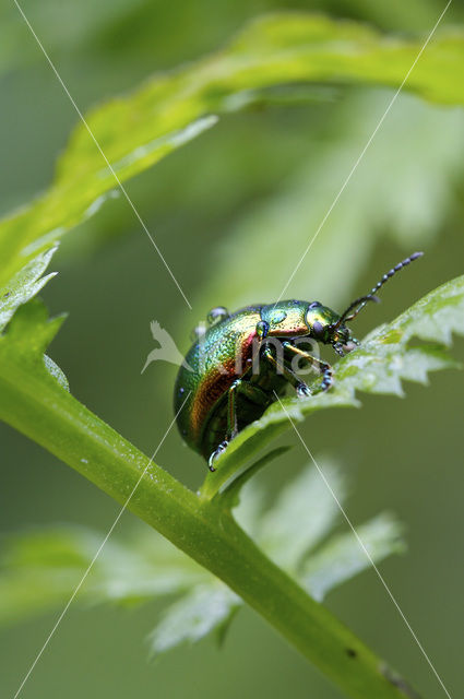 Hennepnetelgoudhaantje (Chrysolina fastuosa)