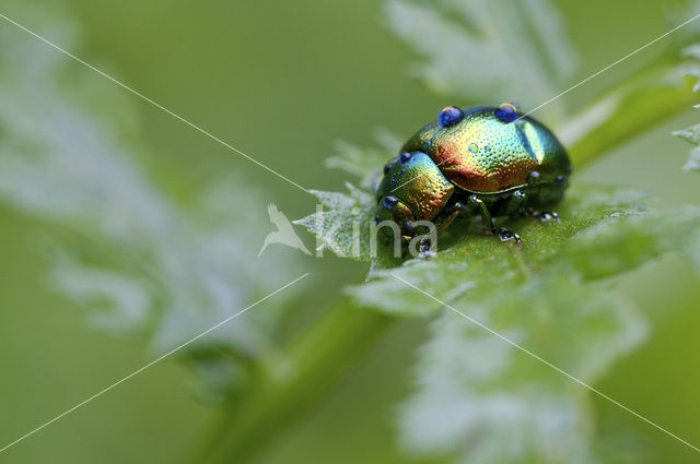 Hennepnetelgoudhaantje (Chrysolina fastuosa)