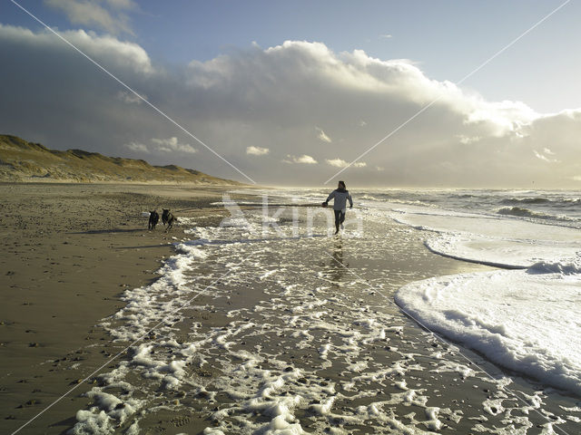 Hond (Canis domesticus)