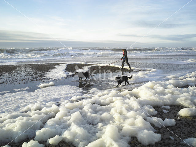 Hond (Canis domesticus)