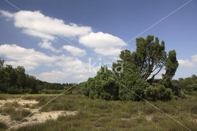 Jeneverbes (Juniperus communis)