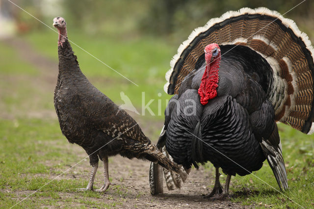 Kalkoen (Meleagris gallopavo)