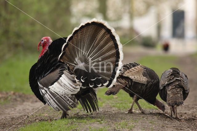 Kalkoen (Meleagris gallopavo)