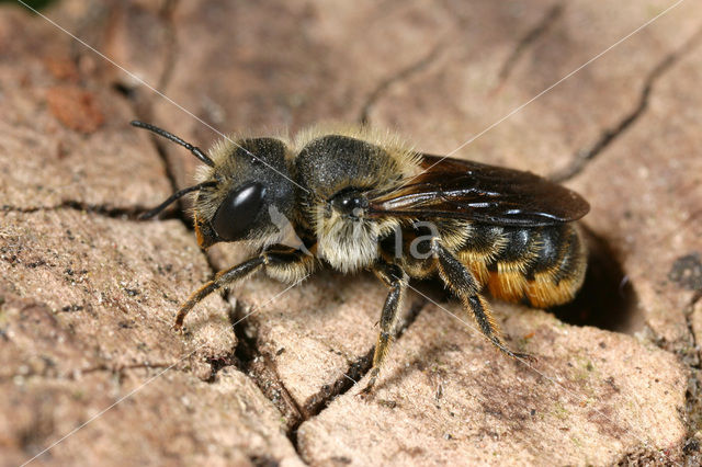 Kauwende metselbij (Osmia leaiana)