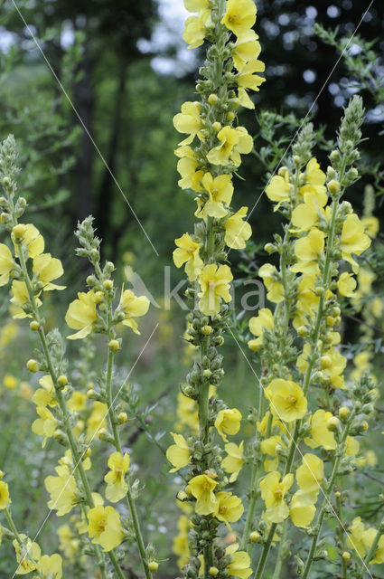 Keizerskaars (Verbascum phlomoides)