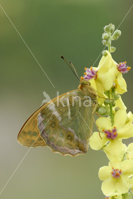 Keizersmantel (Argynnis paphia)