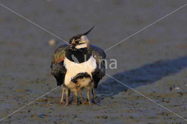 Kievit (Vanellus vanellus)