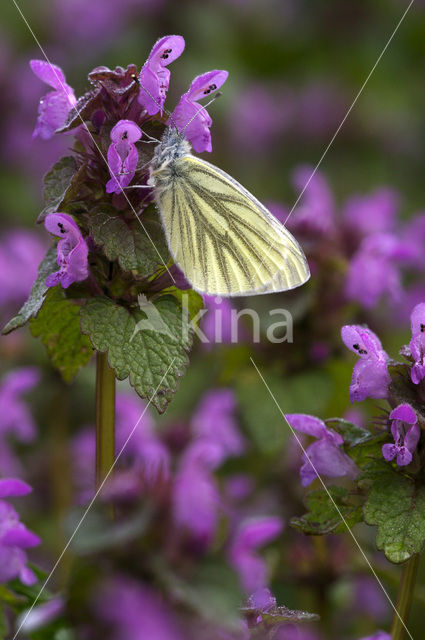 Klein geaderd witje (Pieris napi)