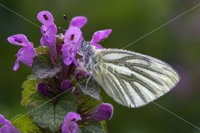 Klein geaderd witje (Pieris napi)