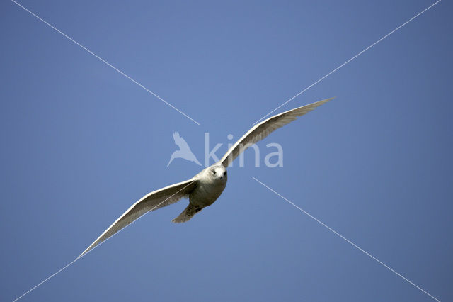 Kleine Burgemeester (Larus glaucoides)