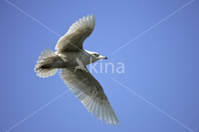 Kleine Burgemeester (Larus glaucoides)