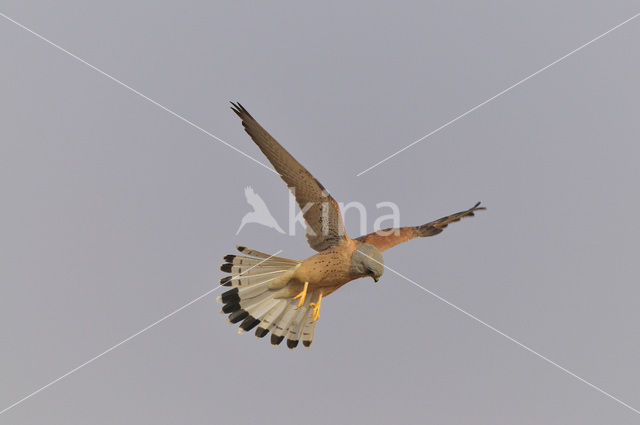 Lesser kestrel (Falco naumanni)