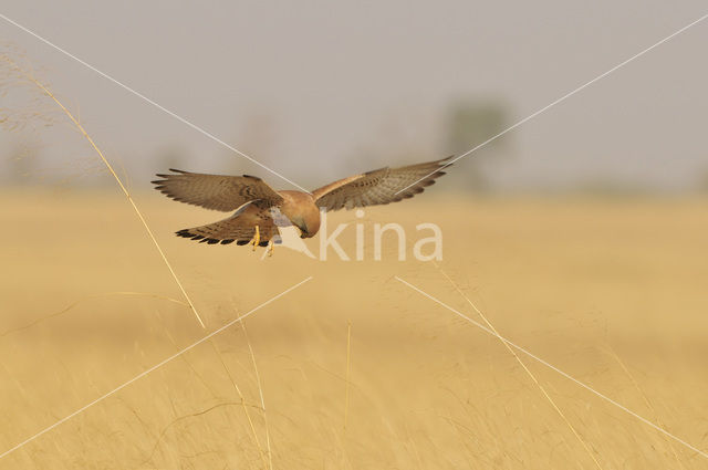 Kleine Torenvalk (Falco naumanni)