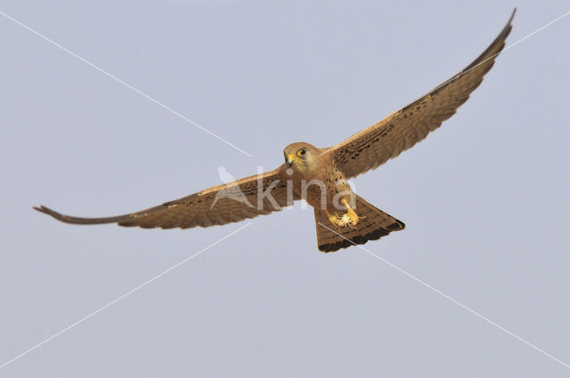 Lesser kestrel (Falco naumanni)