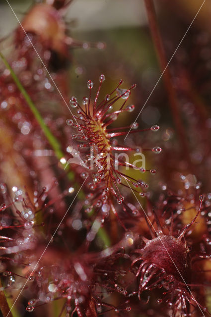 Kleine zonnedauw (Drosera intermedia)