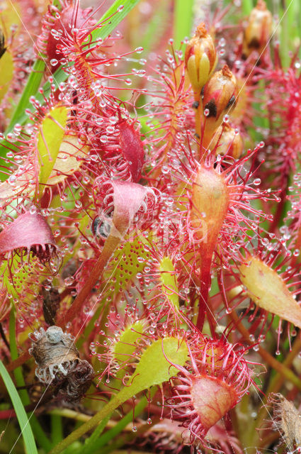 Kleine zonnedauw (Drosera intermedia)