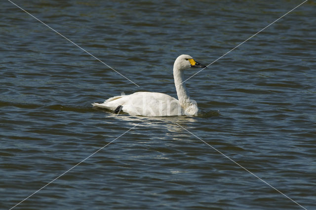 Kleine zwaan (Cygnus bewickii)