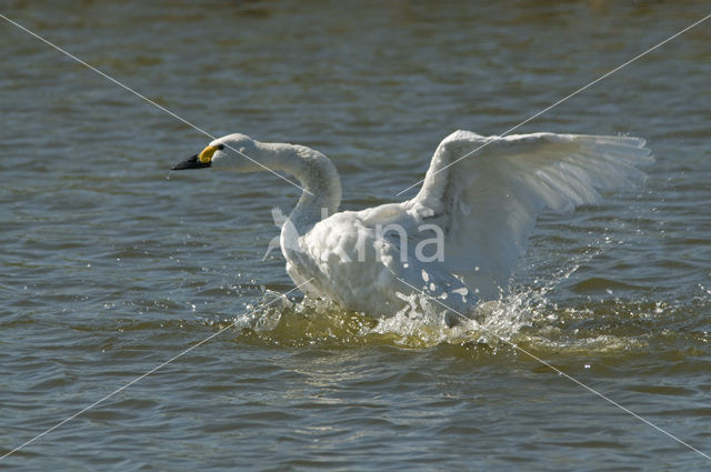 Kleine zwaan (Cygnus bewickii)