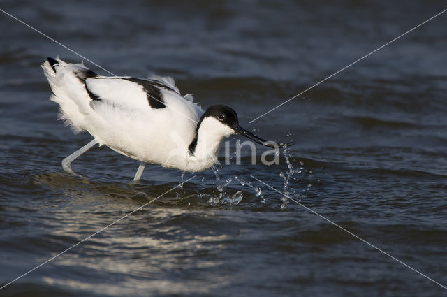 Pied Avocet (Recurvirostra avosetta)