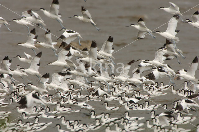 Pied Avocet (Recurvirostra avosetta)