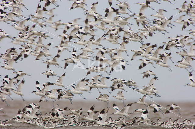 Pied Avocet (Recurvirostra avosetta)