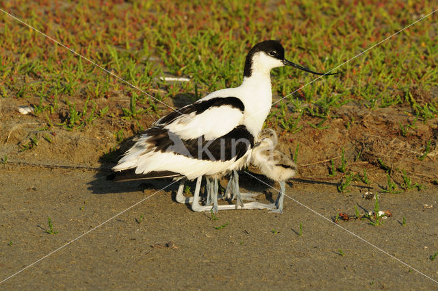 Pied Avocet (Recurvirostra avosetta)