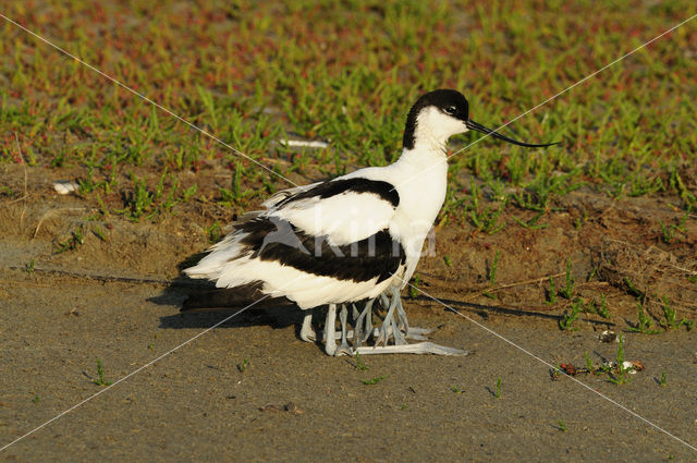 Pied Avocet (Recurvirostra avosetta)