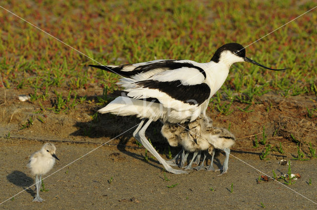 Pied Avocet (Recurvirostra avosetta)