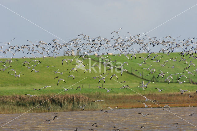 Pied Avocet (Recurvirostra avosetta)