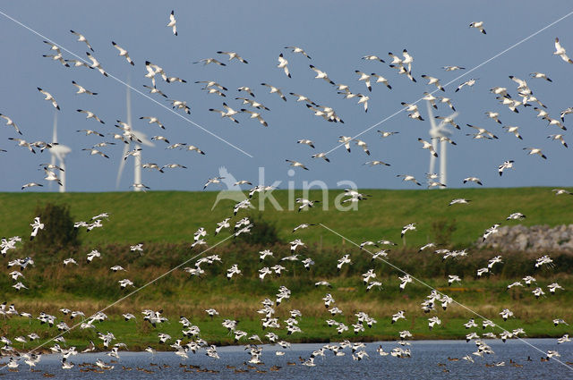 Pied Avocet (Recurvirostra avosetta)