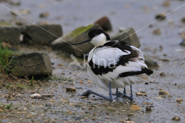 Pied Avocet (Recurvirostra avosetta)