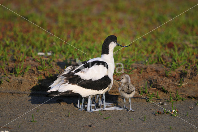 Pied Avocet (Recurvirostra avosetta)