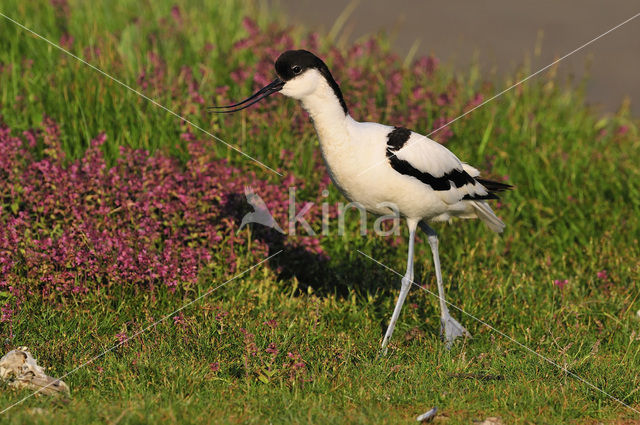 Pied Avocet (Recurvirostra avosetta)