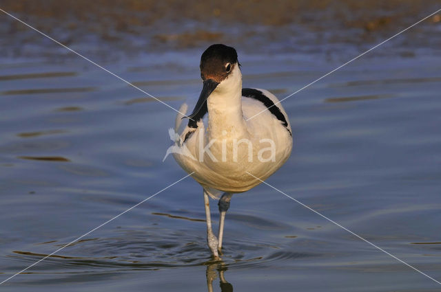 Pied Avocet (Recurvirostra avosetta)