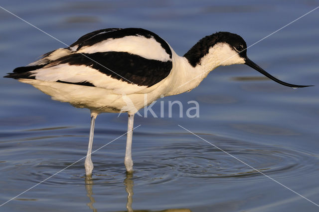 Pied Avocet (Recurvirostra avosetta)