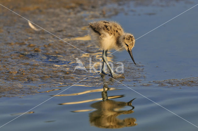 Pied Avocet (Recurvirostra avosetta)