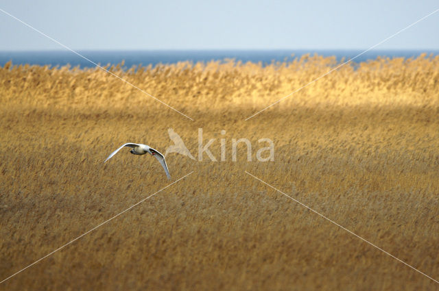 Knobbelzwaan (Cygnus olor)