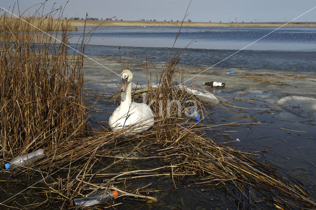 Knobbelzwaan (Cygnus olor)