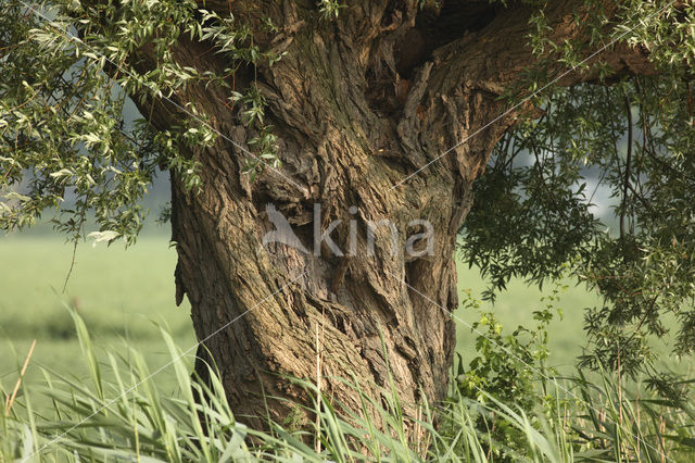 Knotwilg (Salix alba)