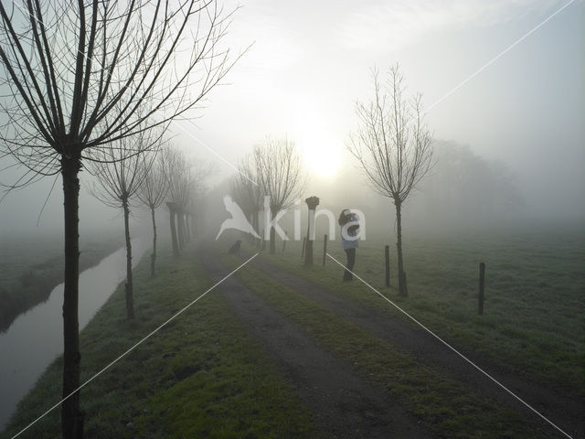 Knotwilg (Salix alba)